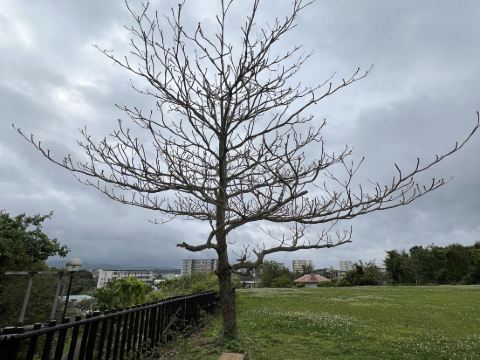 Mr.KINJO in MATAbee クーポン