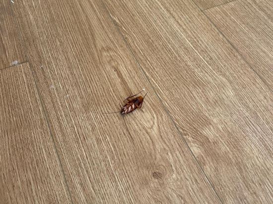 深圳喜悦假日酒店優惠