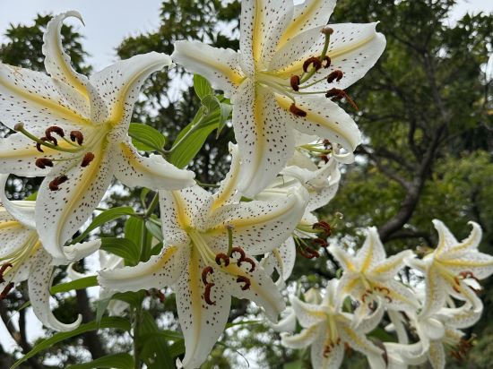 箱根湯の花プリンスホテル クーポン