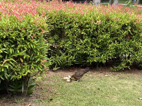 布吉希爾頓阿卡迪亞温泉度假酒店 （SHA Extra Plus）優惠