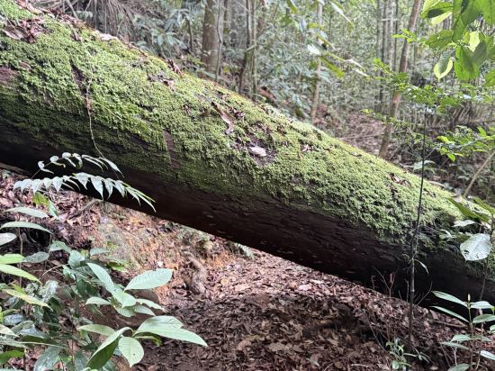 居鑾阿尼卡酒店優惠