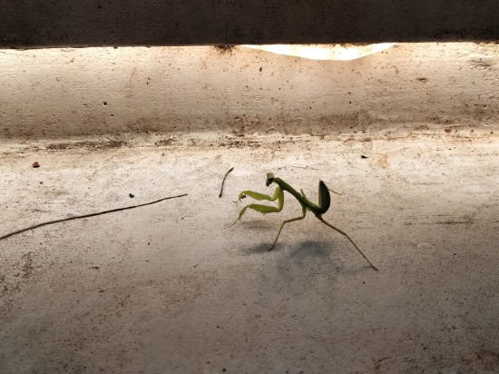 三亞華麗嘉旅業（大東海旅遊區店）優惠