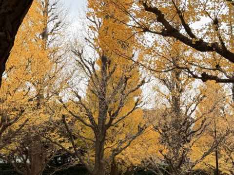 スーパーホテルPremier武蔵小杉駅前 クーポン