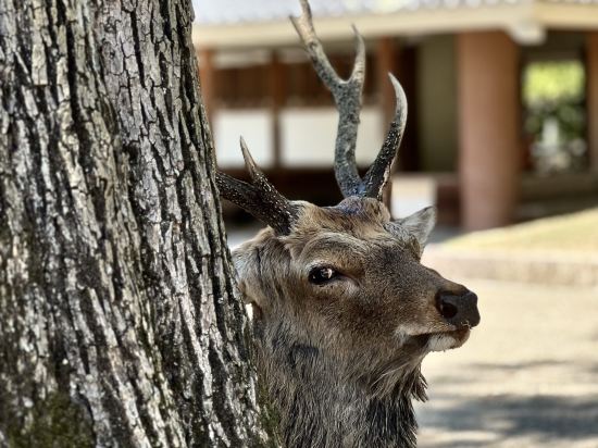 奈良AB酒店優惠