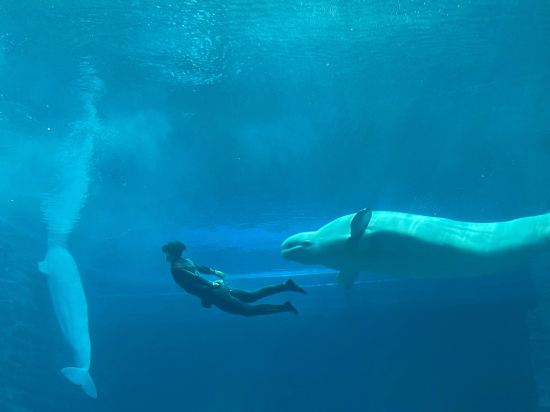 三亞亞特蘭蒂斯酒店優惠