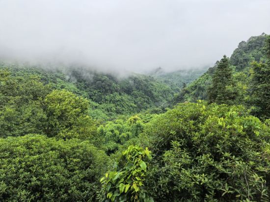 邛崍竹上花楸民宿優惠