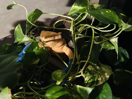 アンダリゾート伊豆高原 クーポン