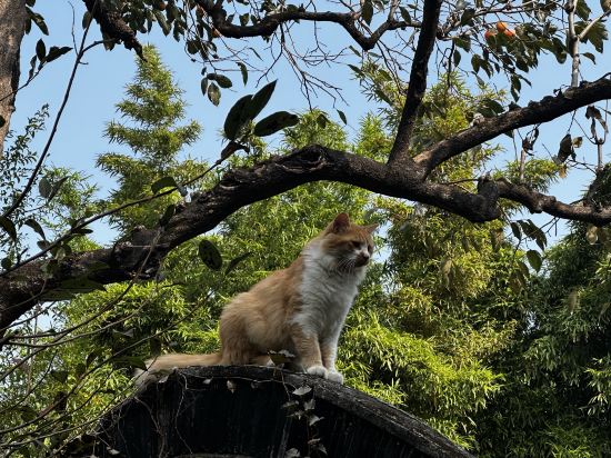 蘇州觀前街·宿心花匠民宿（樂橋地鐵站店）優惠
