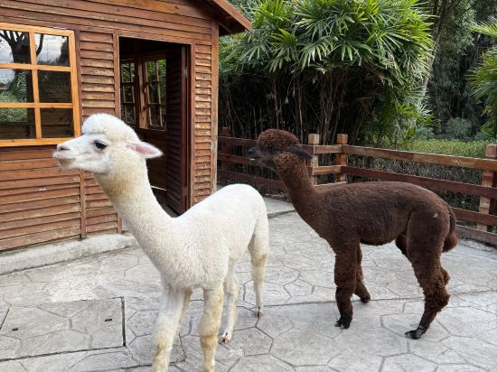 陽朔悦榕莊優惠