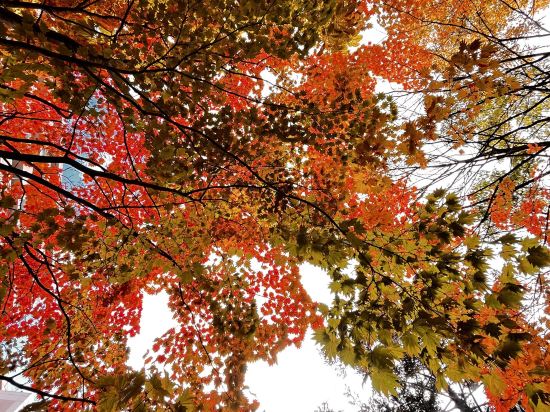 グリッズプレミアムホテル小樽 クーポン