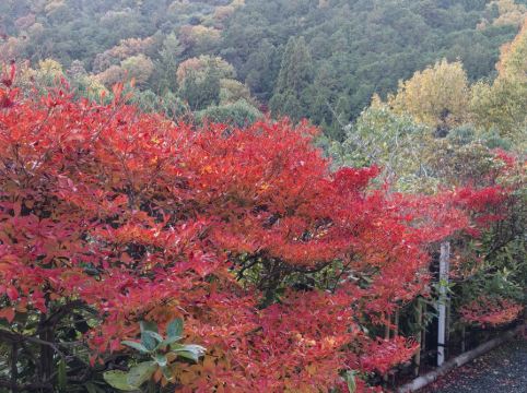 天然温泉 浪華の湯 ドーミーイン大阪谷町 クーポン