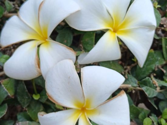 陽光花園度假村優惠