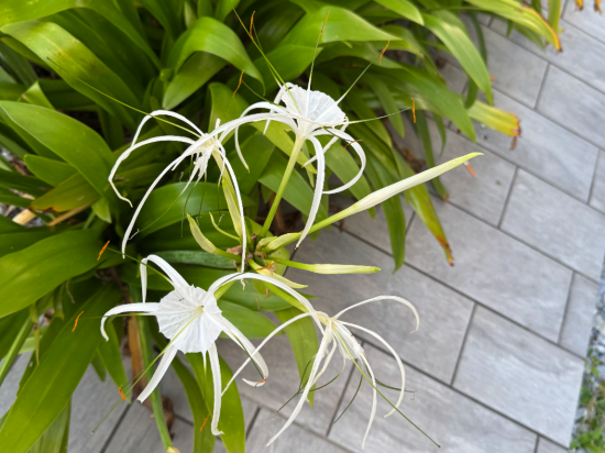 ホテルカクテルステイナハ クーポン