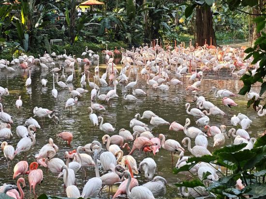 長隆酒店（廣州長隆野生動物世界店）優惠