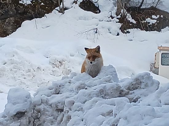 二股らぢうむ温泉旅館 クーポン