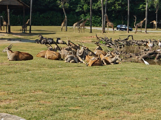 長隆酒店（廣州長隆野生動物世界店）優惠