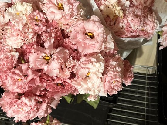 屏東河堤時尚旅店-恆春館優惠