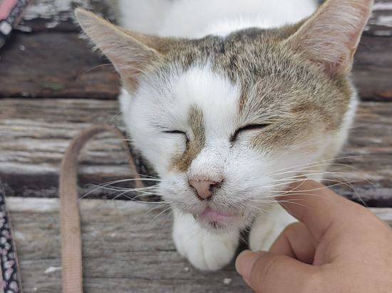ホテルアソシア静岡 クーポン
