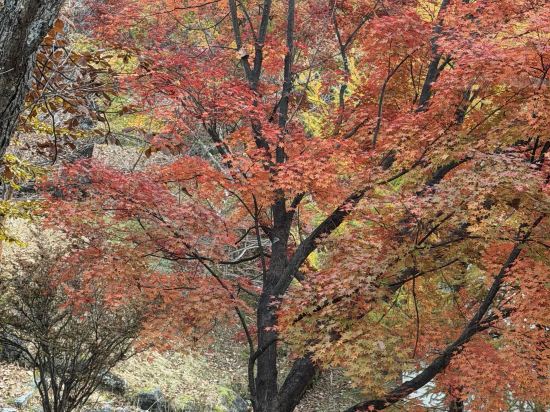 四季彩飯店優惠