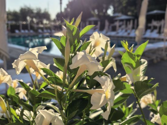 羅馬卡瓦利耶裏 - 華爾道夫酒店優惠