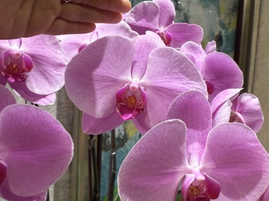 新加坡香格里拉大酒店（Staycation Approved）優惠