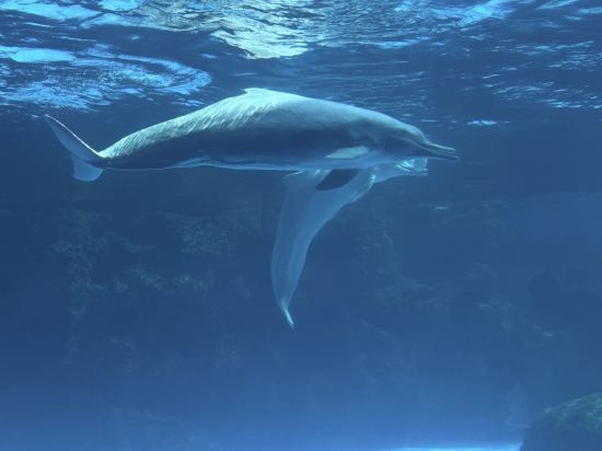 珠海長隆企鵝酒店優惠