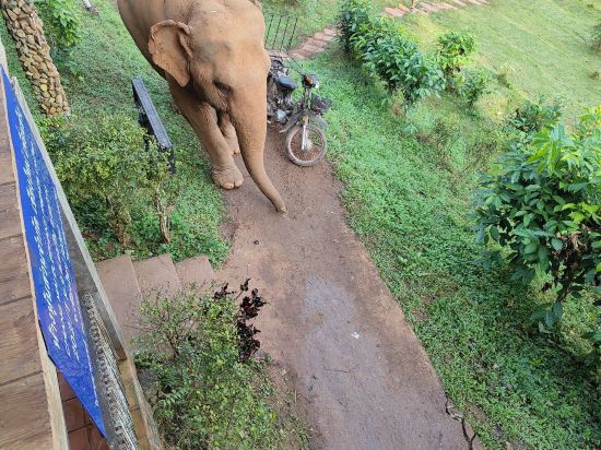 清邁大象之友酒店優惠