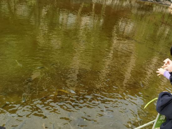 台山康橋温泉度假村優惠