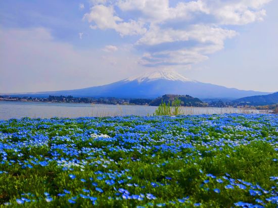 伽羅瓦新大久保酒店優惠