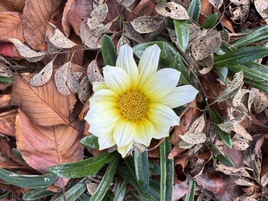 랜딩관 제주신화월드 호텔 앤 리조트 쿠폰