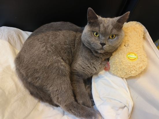 成都茉莉國際青年旅舍（春熙路太古裡店）優惠