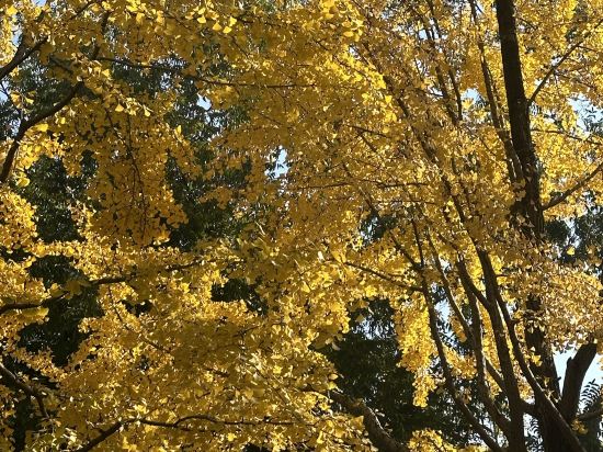 蘇州·璞宿飯店（觀前街拙政園店）優惠