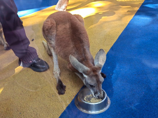 長隆香江酒店（廣州長隆野生動物世界店）優惠