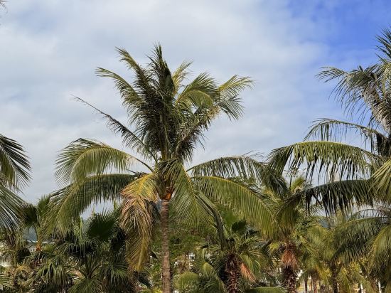 悅巢飯店（深圳北站店）優惠