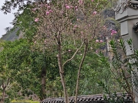 陽朔悦榕莊優惠