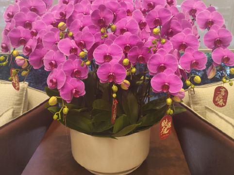 深圳安蒂婭美蘭酒店優惠