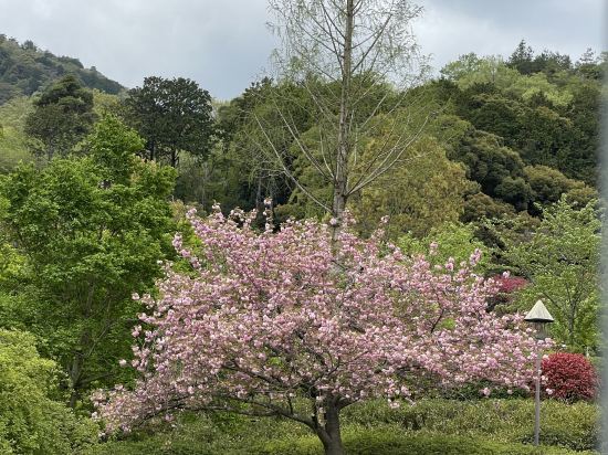 ザ グランドウェスト 嵐山 クーポン