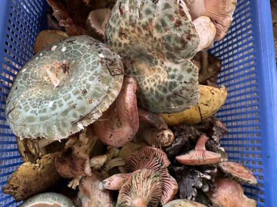 大理古城來之星宿優惠