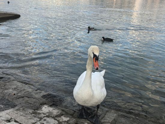 日內瓦尼維馬諾特酒店優惠