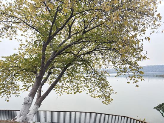 武漢光谷凱悦酒店優惠