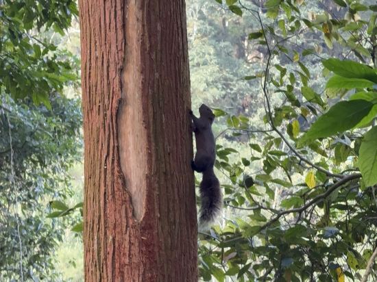 溪頭福華渡假飯店優惠
