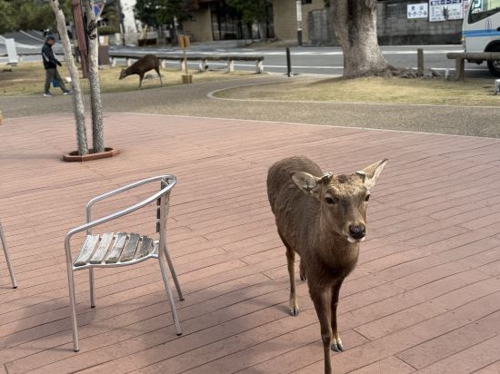 奈良県外国人観光客交流館 (奈良県猿沢イン) クーポン
