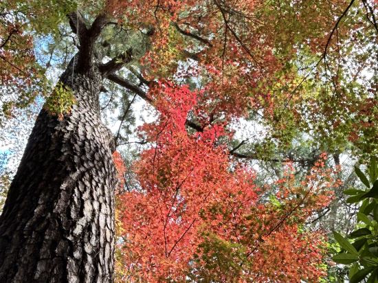 ホテルアソシア静岡 クーポン