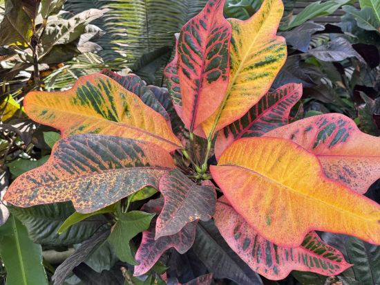 斐濟海灘希爾頓度假酒店優惠