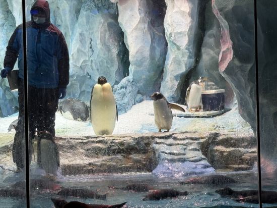 珠海長隆企鵝酒店優惠