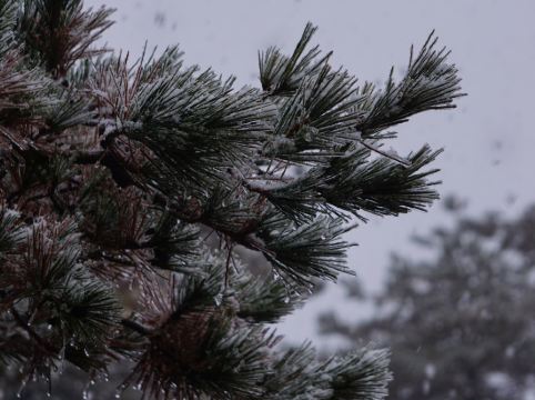 黃山獅林大酒店優惠