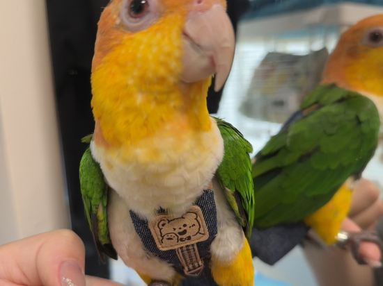 香港麥當勞道貳號酒店優惠