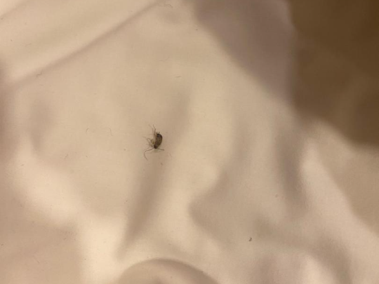 紅多茲高級酒店@馬裏士他（Staycation Approved）優惠