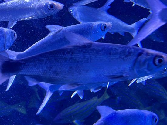 珠海根本家日系民宿優惠