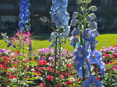 秧悦美地渡假酒店優惠